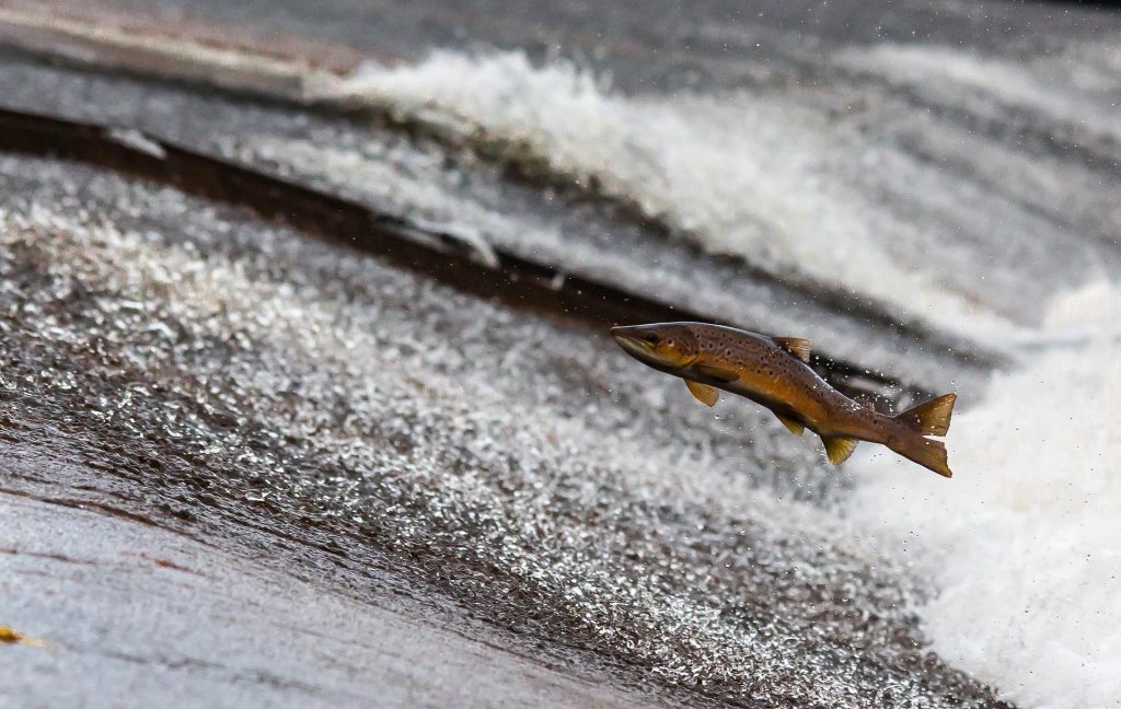 upstream-innovation
